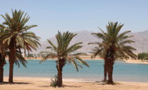 Palm trees in Eilat